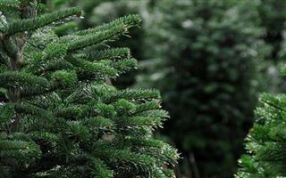 В Казахстане изъяли 2,5 тысячи живых новогодних елок у нелегальных торговцев 