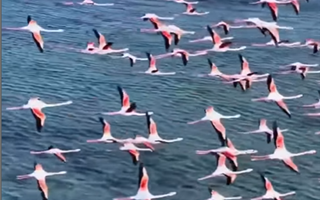Лебеди и ярко-розовые фламинго вернулись в Мангистау