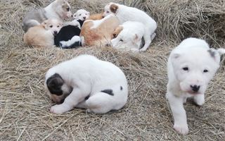 В Казахстане утвердят стандарты собак пород тазы и тобет