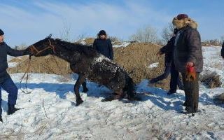 Полицейские Абайской области спасли лошадь, которая упала в яму