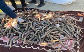 Ущерб на миллиард тенге: в Мангистау задержана преступная группа, истреблявшая сайгаков