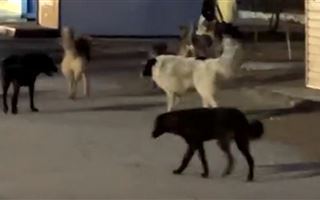 В Актау бродячие собаки держат в страхе местных жителей