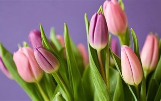 Цветов почти на 10 миллионов долларов завезли в Казахстан к 8 марта