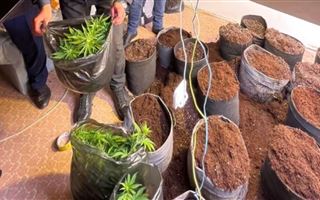 В Мангистау полицейские задержали подозреваемых в выращивании конопли в жилом доме