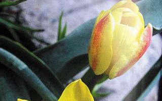 Как Казахстан и Нидерланды тюльпаны не поделили