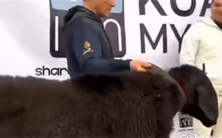 Стало известно, сколько весит самый тяжёлый баран Казахстана