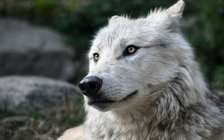 Волк укусил ребенка в зоопарке: инцидент прокомментировали в полиции