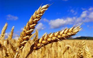 В Казахстане хотят ввести запрет на ввоз пшеницы автотранспортом