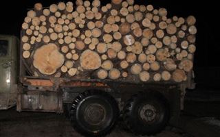 В Павлодарской области мужчина пытался вывезти грузовик сосны