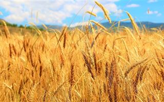 Казахстан возобновит поставки пшеницы зерновозами в Китай