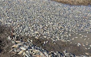 Огромное количество рыбы погибло в Костанайской области