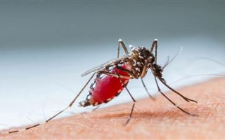 В ВОЗ предупредили о новых комарах-разносчиках инфекций