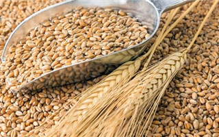 В Казахстане запретили ввозить пшеницу в страну автомобильным транспортом