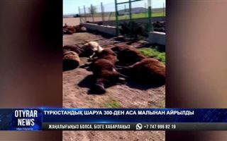 В Туркестанской области от странных лекарств погибли более 300 голов овец