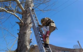 11-летняя девочка залезла на восьмиметровое дерево в ВКО