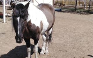 Лошадь от испуга травмировала посетителей зоопарка в Караганде
