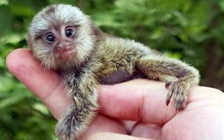 В Караганде в зоопарке родились самые маленькие обезьяны в мире