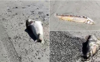 На берегу Каспия нашли мёртвых тюленей