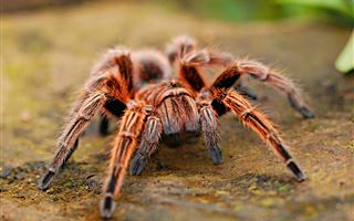 Уральцы опасаются огромных пауков во дворах частных домов