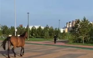 Лошадь без хозяина в центре Астаны сняли на видео