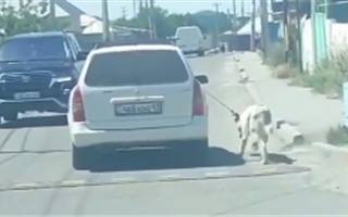 Суд ждет мужчину, который протащил собаку за автомобилем в Шымкенте