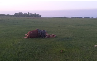 Житель СКО умер вместе с лошадью от удара молнии