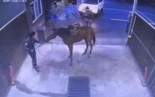 "Решили помыть своего коня на автомойке самообслуживания": видео с камер наблюдения обсуждают пользователи соцсетей