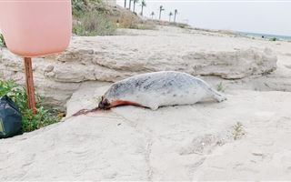 Тушу мертвого тюленя в луже крови обнаружили на набережной в Актау