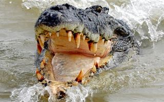 В Австралии мужчина голыми руками разжал челюсти крокодила, схватившего его за голову