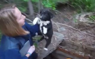 В Усть-Каменогорске ДЧСники спасли щенка, упавшего в колодец
