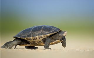 Сбежавшая черепаха нашлась через девять месяцев в том же районе
