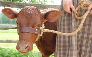 В Казахстане продлили запрет на вывоз бычков и баранчиков