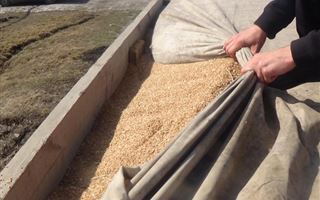 В Казахстане выявили 17 фактов кражи зерна на миллионы тенге