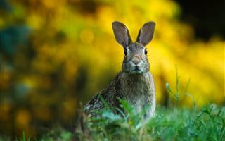 В рукописях 15 века нашли упоминания кроликов-убийц