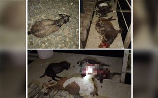 В Актюбинской области грузовой поезд сбил более 20 коз и баранов