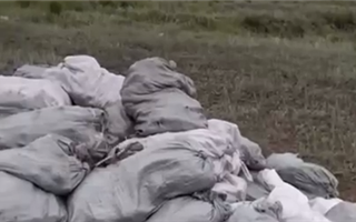 Несколько тонн моркови выбросили в Караганде