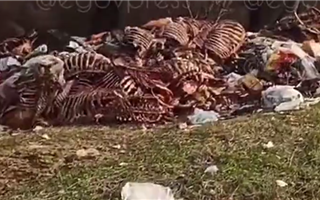Жители Алматинской области выгрузили останки тел животных возле здания бизнесмена, выбрасывавшего их в степи - видео