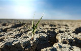 Сильную засуху прогнозируют синоптики в двух районах Кызылординской и Костанайской областей