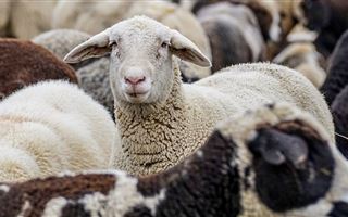 Запрет на вывоз отдельных видов сельскохозяйственных животных ввели в Казахстане