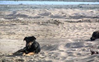 В Актау местные жители пожаловались на нападение бродячих собак