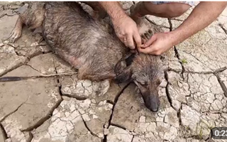 В Атырау живодеры пытались утопить собаку