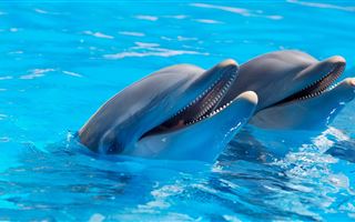 Учёные нашли сходство между дельфинами и людьми при общении с детьми