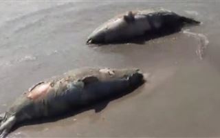 В Мангистауской области на берег выкинуло мертвых тюленей