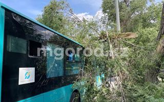 Дерево упало на пассажирский автобус в Уральске