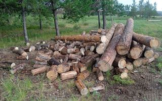 В незаконной порубке и краже деревьев подозревается житель Акмолинской области