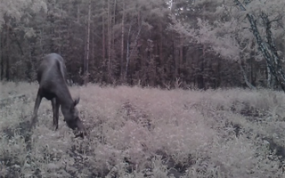 В Павлодарской области в лесу в фотоловушки попали сразу несколько диких животных