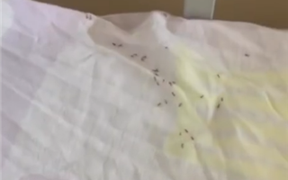  Жительница Балхаша пожаловалась на муравьёв в детской больнице