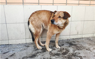 "Нельзя будет вывезти из города": казахстанцы возмущены принудительным чипированием домашних животных