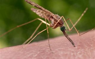 "Комары могут переносить смертельные болезни": как обезопаситься от кровопийц в домашних условиях 