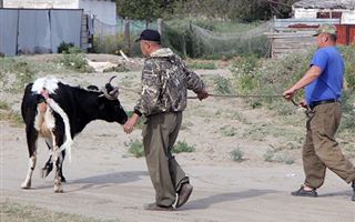 Массовое убойное скотоводство: казахстанские крестьяне режут скот из-за угрозы голодной зимы